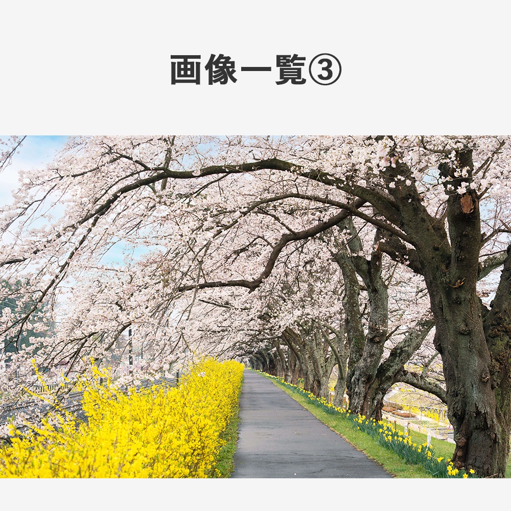 【商用利用OK】写真素材〈桜〉【TRPG用】