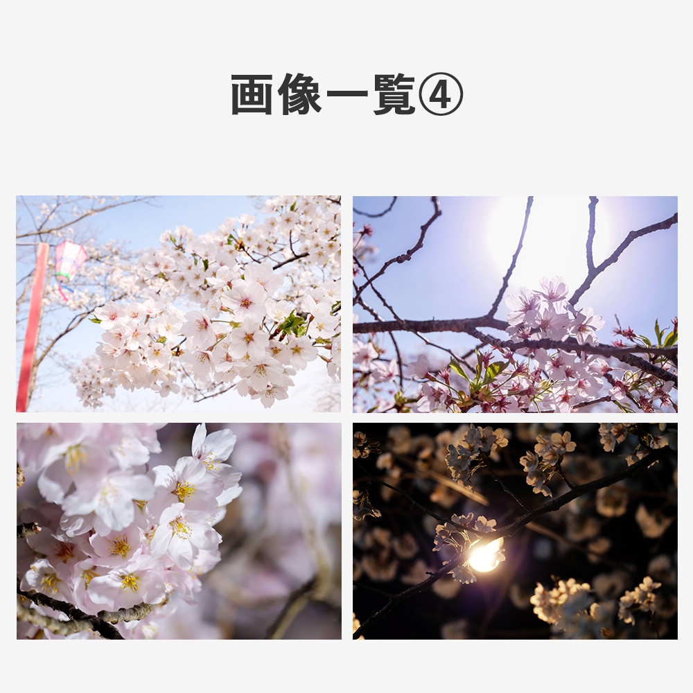 【商用利用OK】写真素材〈桜〉【TRPG用】