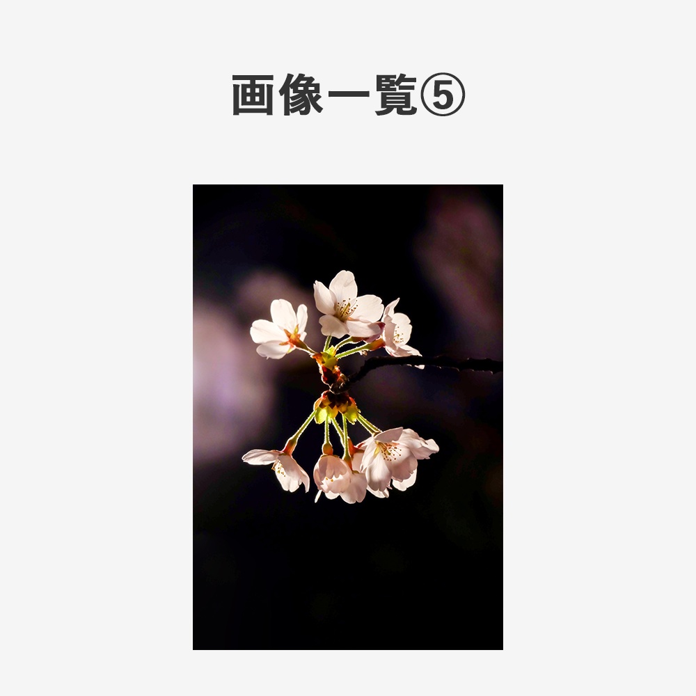 【商用利用OK】写真素材〈桜〉【TRPG用】