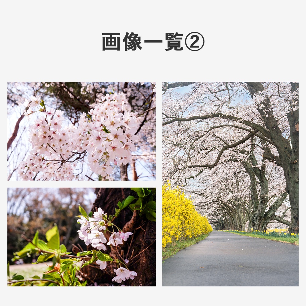 【商用利用OK】写真素材〈桜〉【TRPG用】