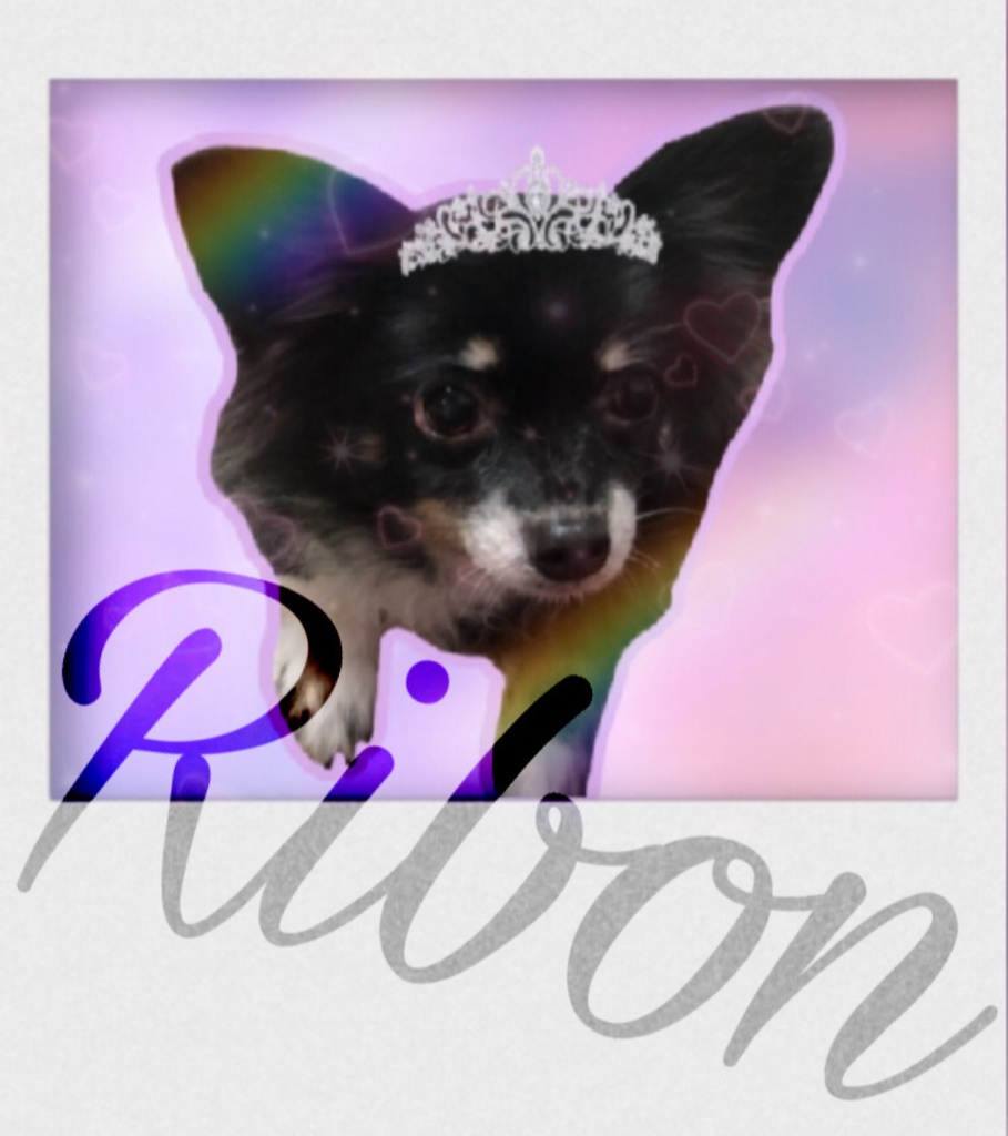 ワンちゃんTシャツ