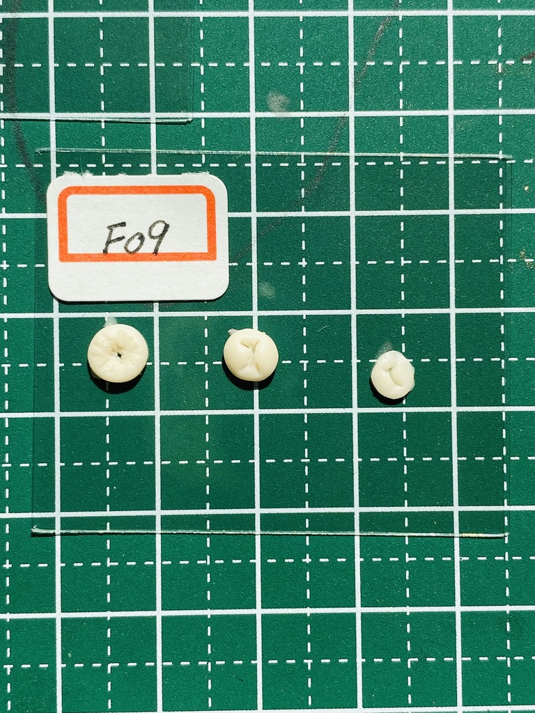 ふぇちらぼ お尻 アナF09 Doll改造 メガミ 人肌スキン チェスト 乳パーツ Soft Skin