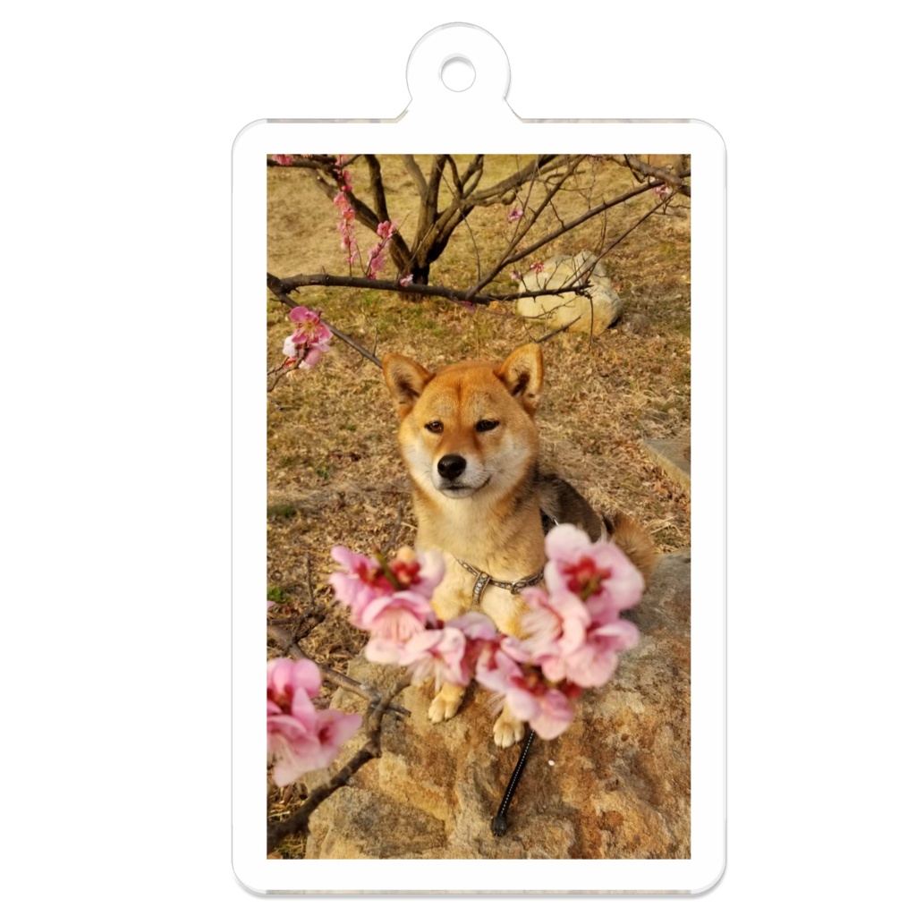 柴桜キーホルダー