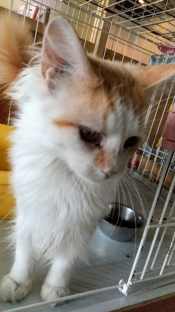 CAT❤️ボランティアTシャツ