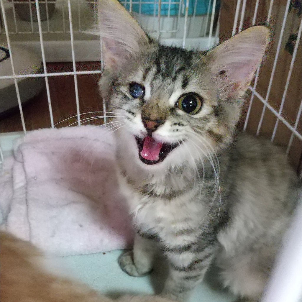 保護猫ボランティアTシャツ『I♡Love CAT』