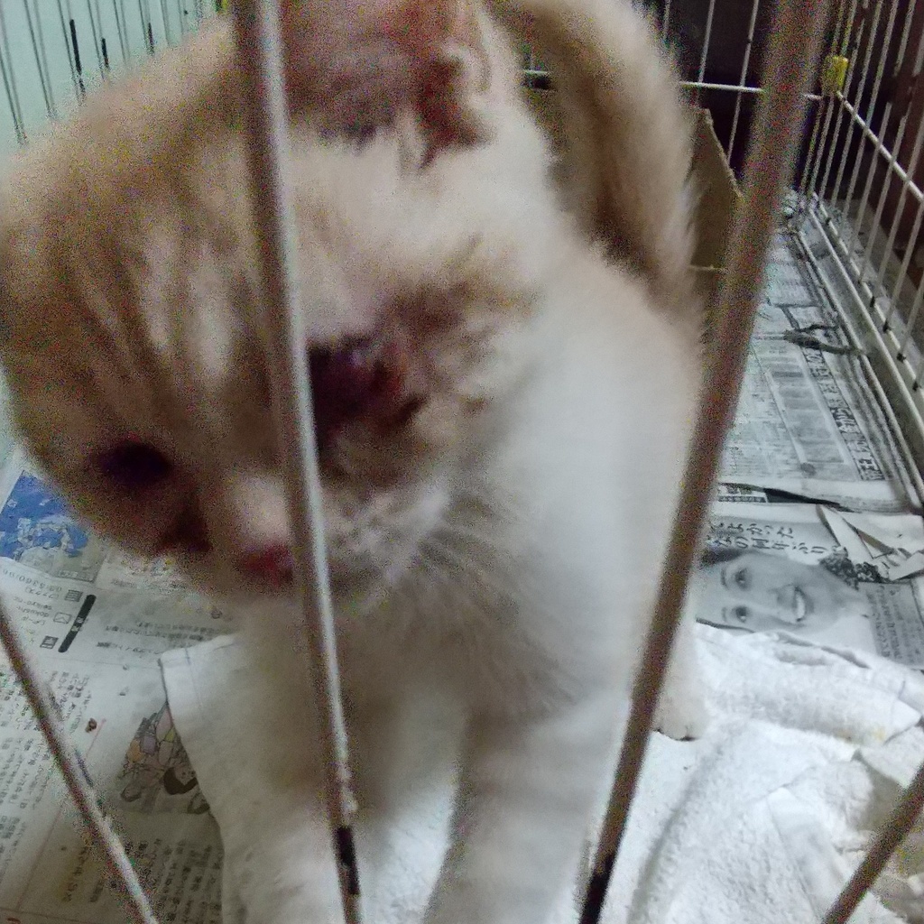 保護猫ボランティアTシャツ『I♡Love CAT』