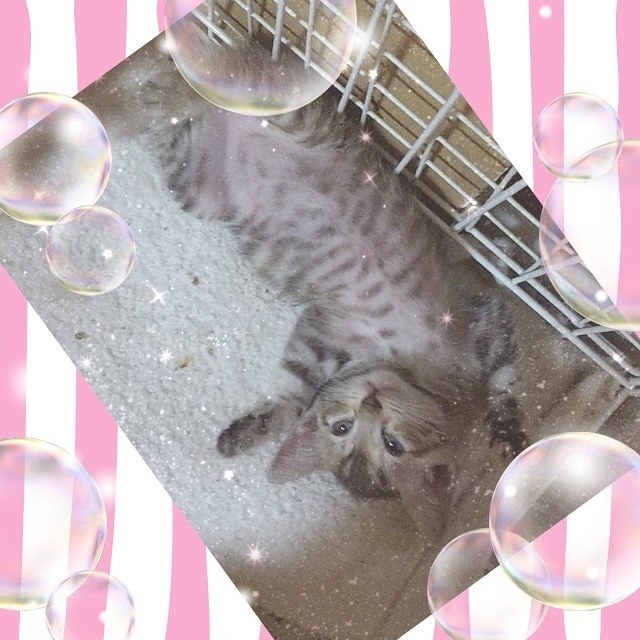 青空のボランティアTシャツ