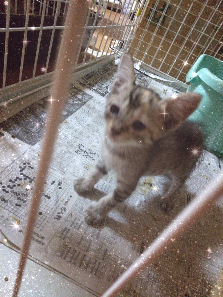 肉球ボランティアTシャツ