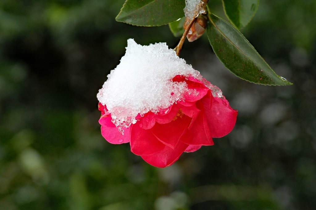 雪に椿図