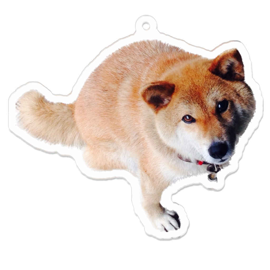 柴犬るあちゃんアクキー