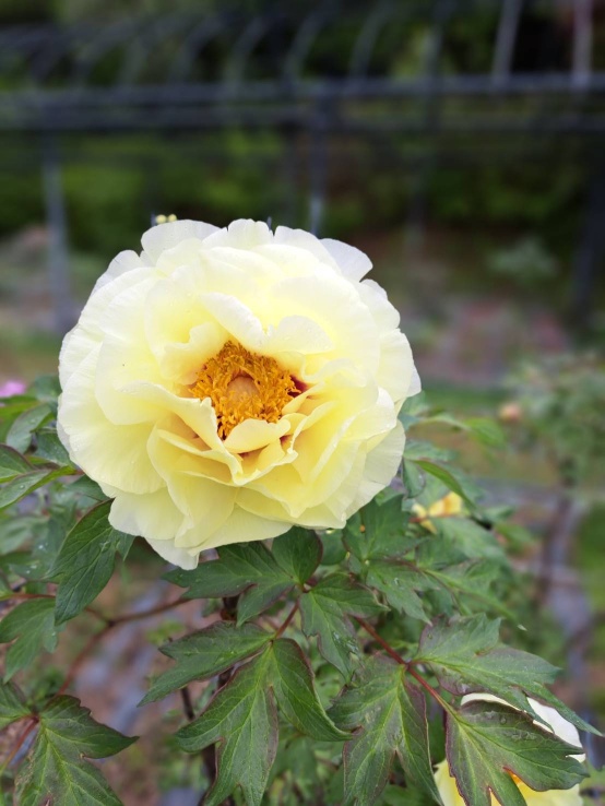 花畑・身近な花々背景素材
