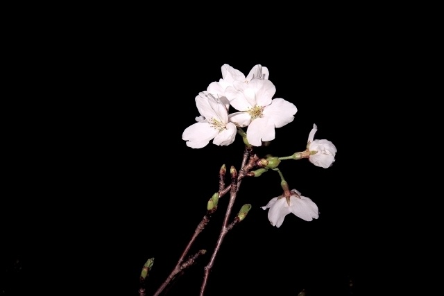 Still Bloom