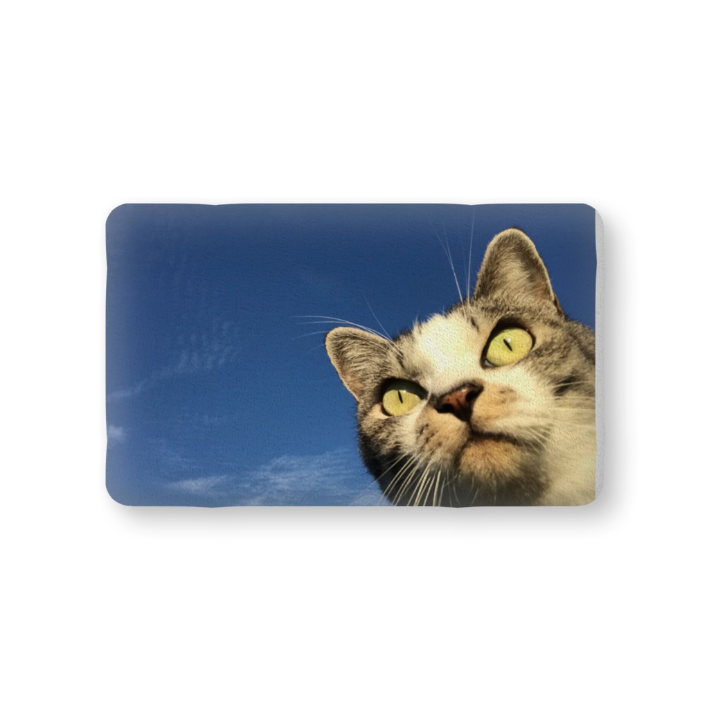 青空と猫