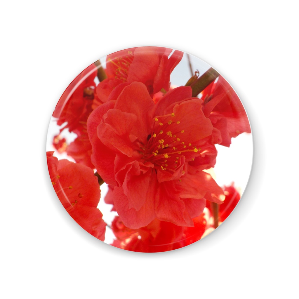 花桃