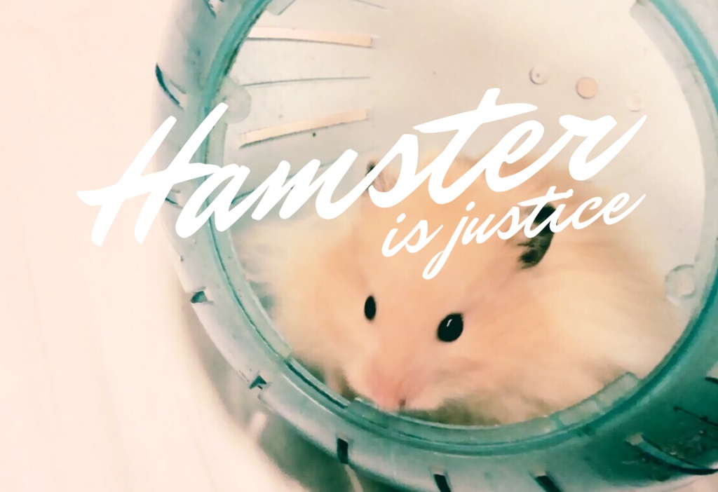 【ICカードステッカー】ハムスターは正義(キンクマゴールデンハムスター)