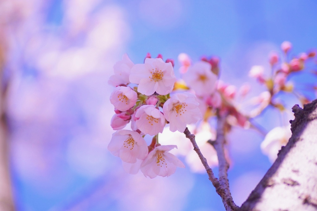 春霞|風にゆれる