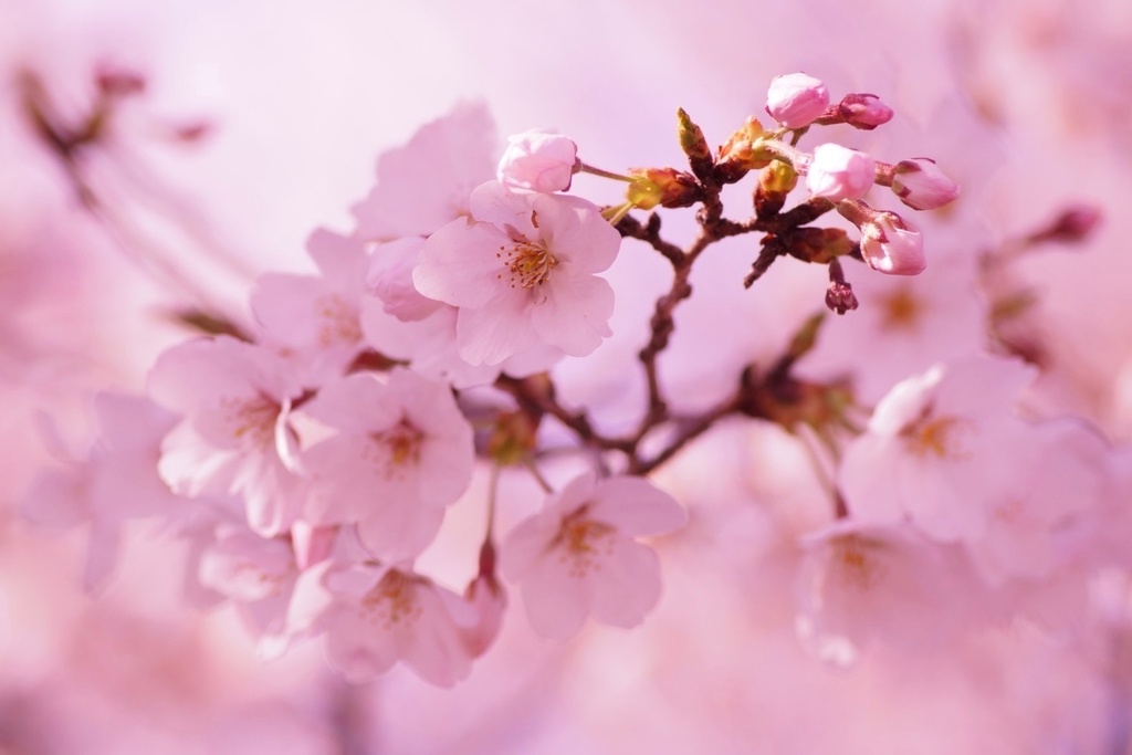 春霞|桜色の夢