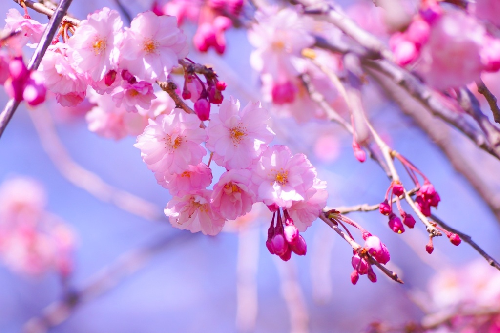 花笑み|春を結ぶ