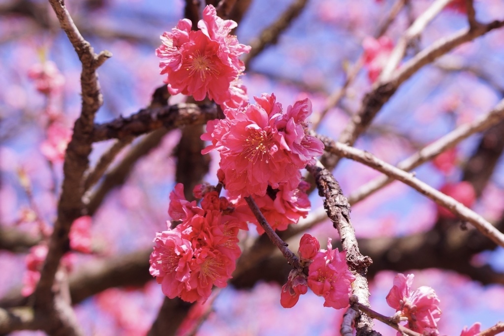 花笑み|春の息吹