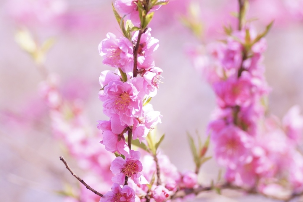花笑み|桃色の風
