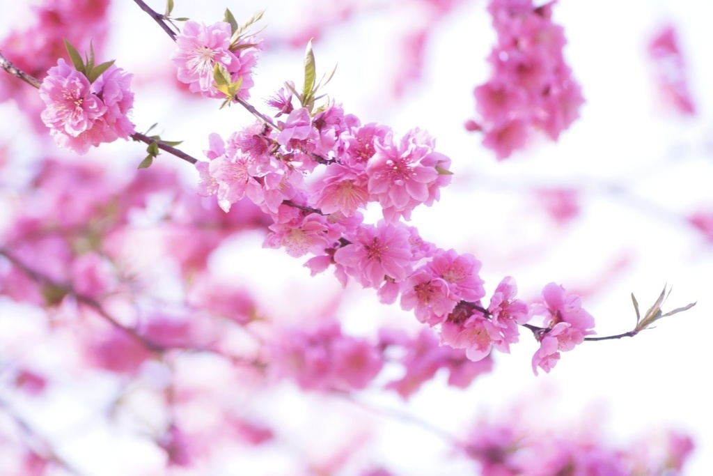 花笑み｜陽だまり