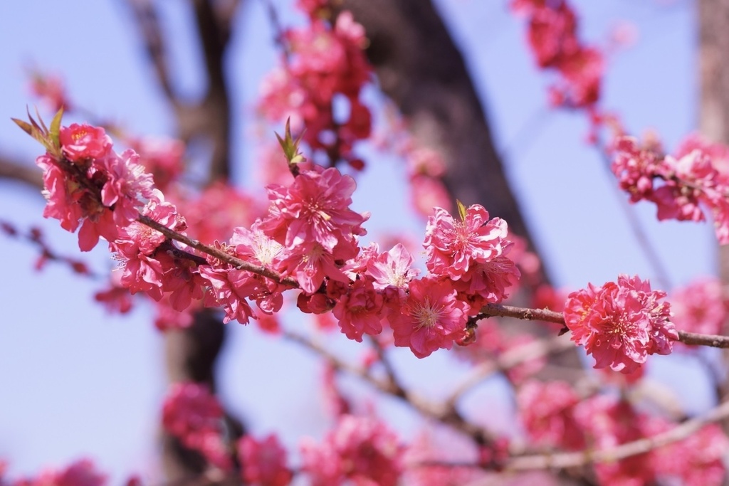 花笑み|花の約束