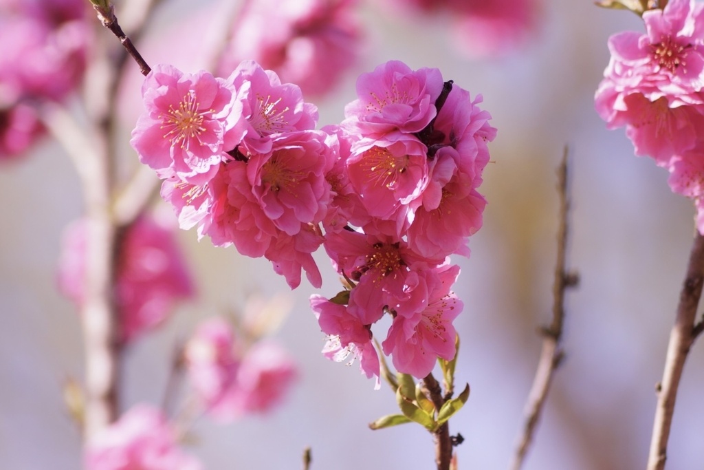 花笑み|花の約束