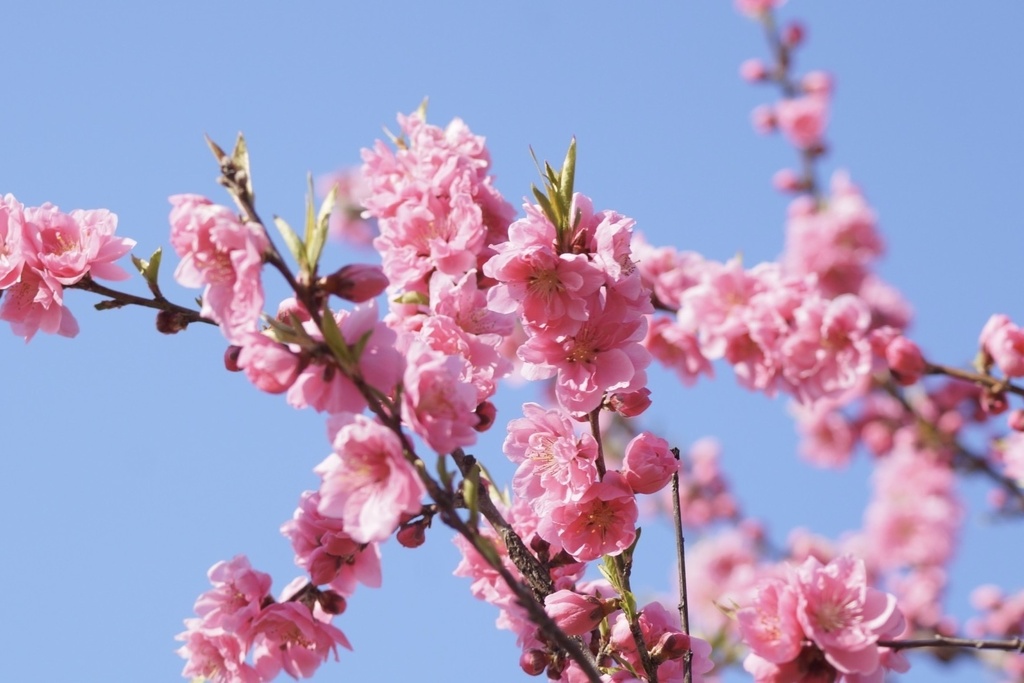 花笑み|空に咲く