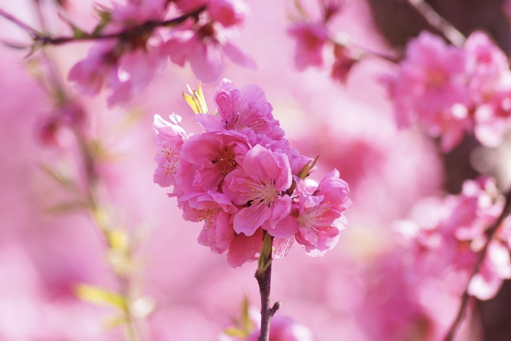 花笑み|夢につつまれ