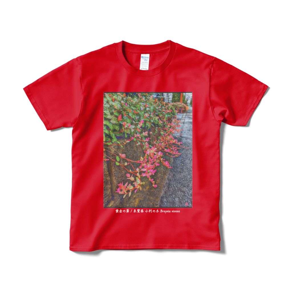 a-164 黄金の華 朱鷺茜 小判の木 Breynia nivosa