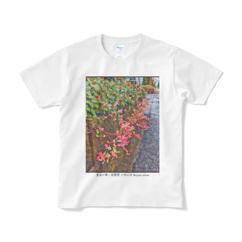 a-164 黄金の華 朱鷺茜 小判の木 Breynia nivosa