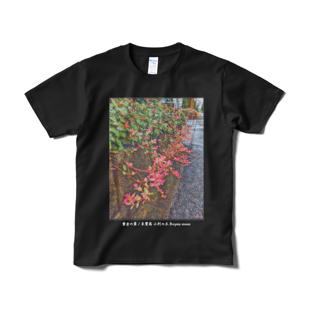 a-164 黄金の華 朱鷺茜 小判の木 Breynia nivosa