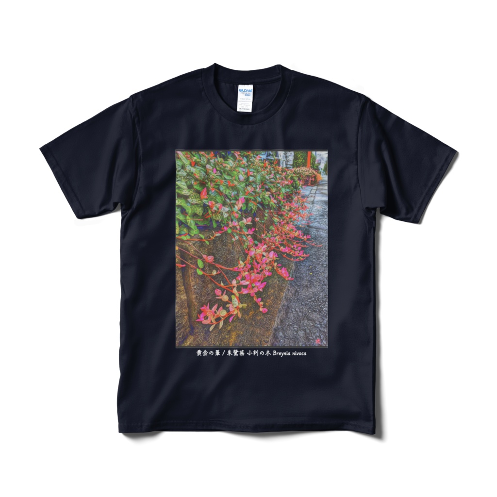 a-164 黄金の華 朱鷺茜 小判の木 Breynia nivosa