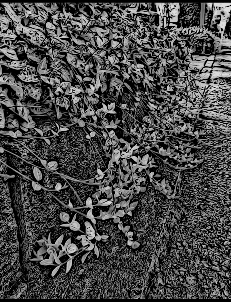 フリー素材: a-164 黄金の華 朱鷺茜 小判の木 Breynia nivosa