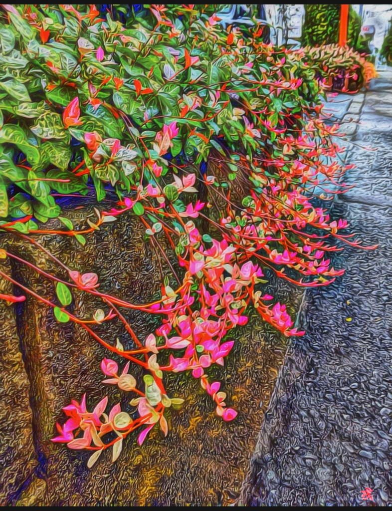 フリー素材: a-164 黄金の華 朱鷺茜 小判の木 Breynia nivosa