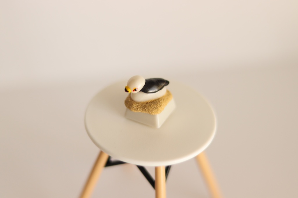 ウミネコキーキャップ / Black-tailed gull