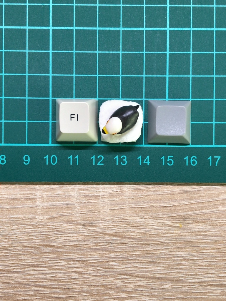 ウミネコキーキャップ / Black-tailed gull