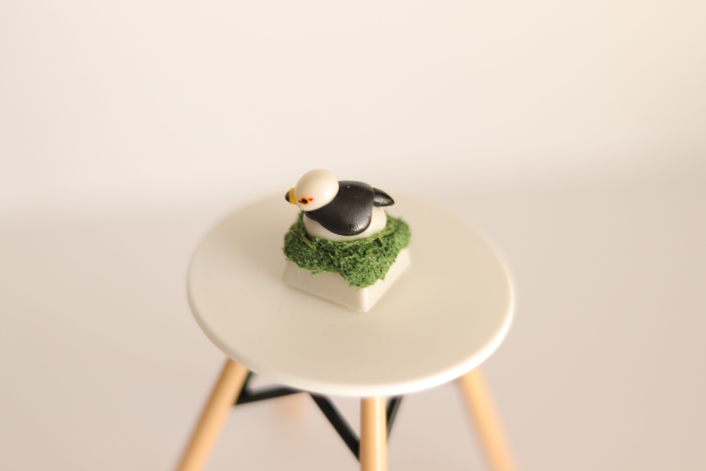 ウミネコキーキャップ / Black-tailed gull