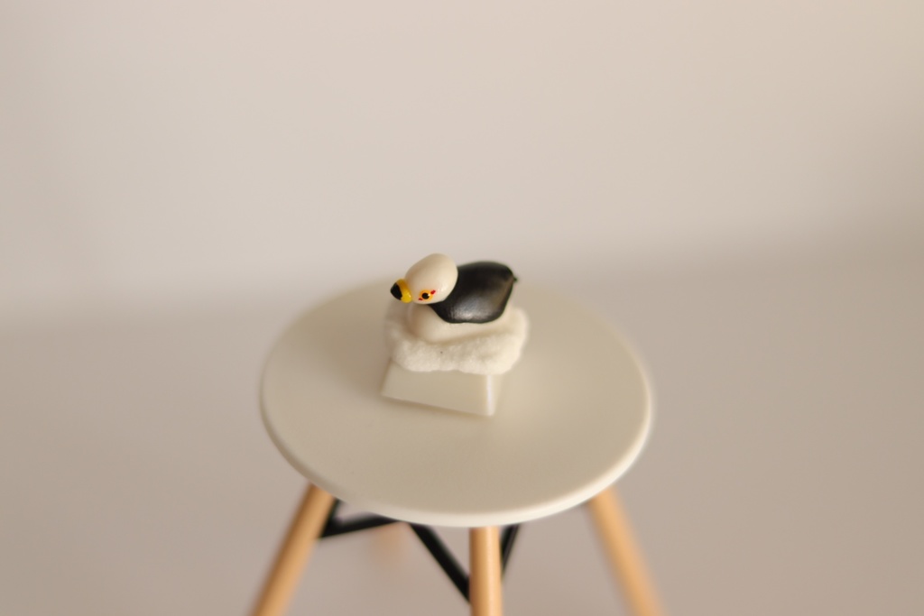 ウミネコキーキャップ / Black-tailed gull