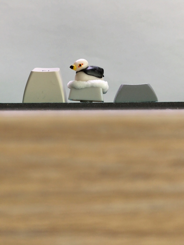 ウミネコキーキャップ / Black-tailed gull