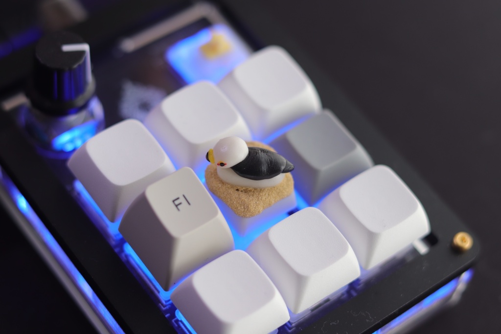 ウミネコキーキャップ / Black-tailed gull