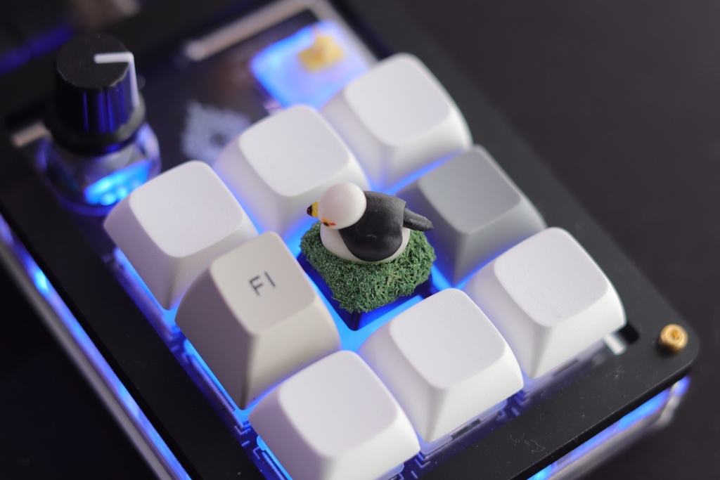 ウミネコキーキャップ / Black-tailed gull