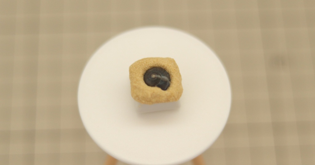 うずまき貝キーキャップ / Spiral shell