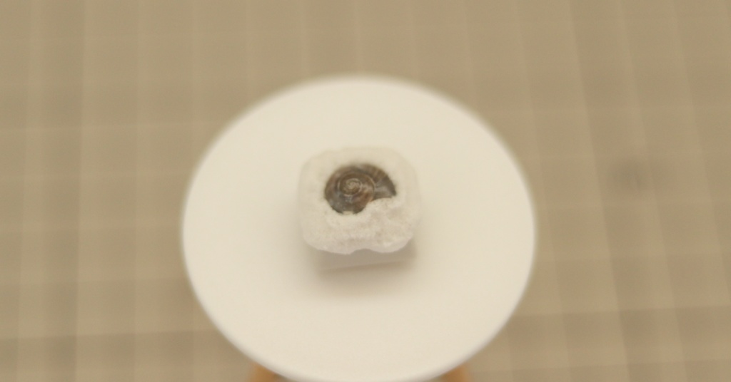 うずまき貝キーキャップ / Spiral shell