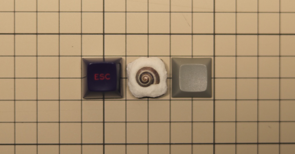 うずまき貝キーキャップ / Spiral shell