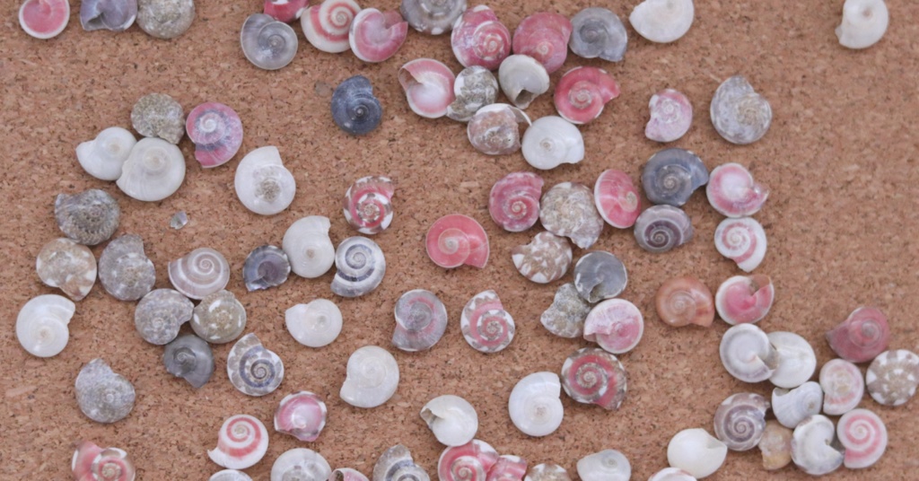 うずまき貝キーキャップ / Spiral shell