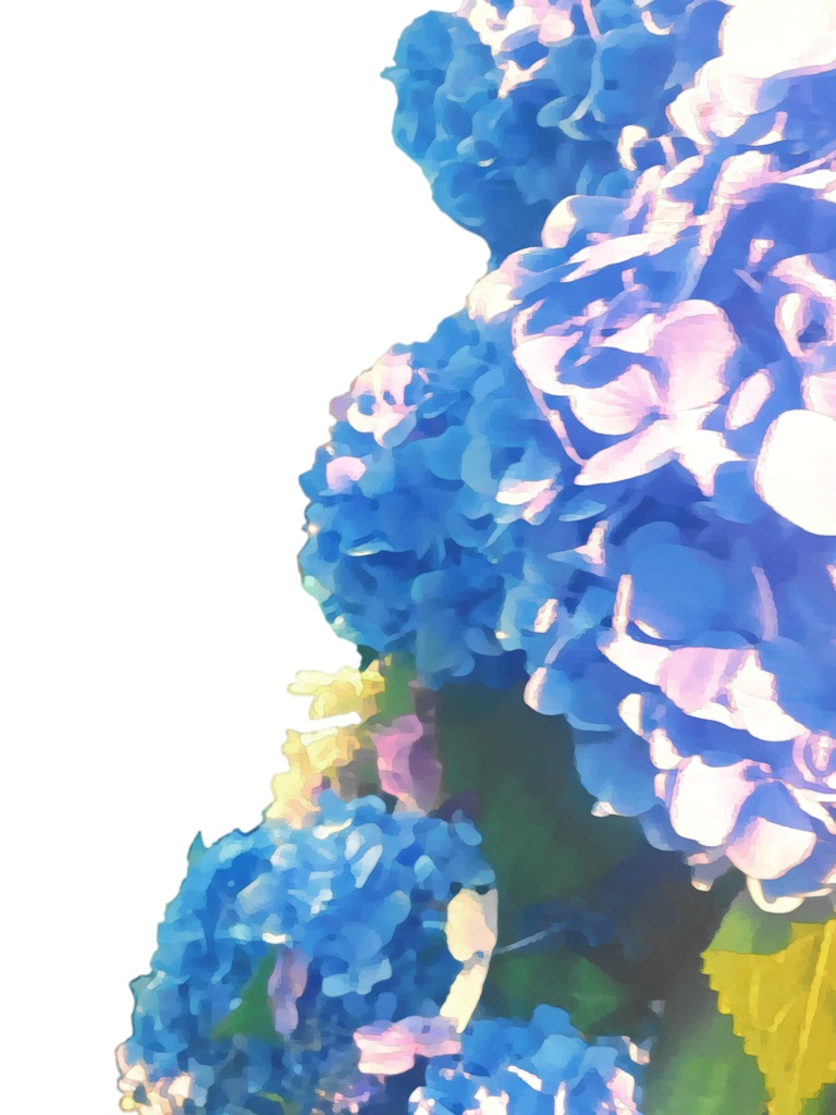 紫陽花