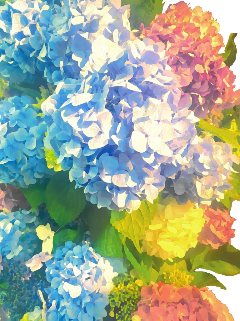紫陽花2