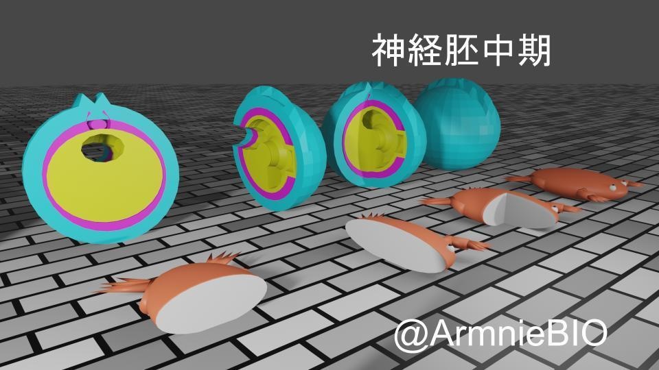 カエルの発生