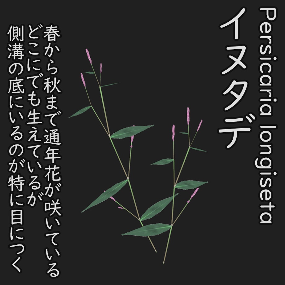 【3Dモデル】秋の雑草つめあわせ Sahkert's FallWildFlowers